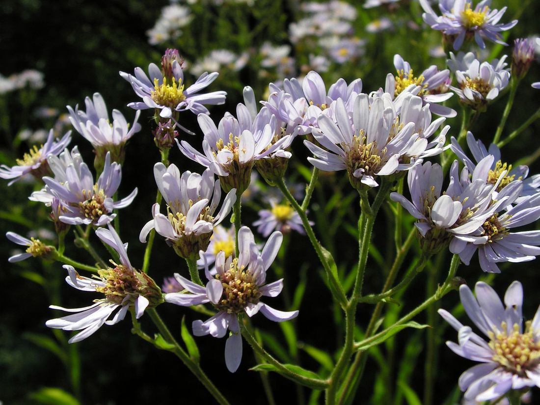 Image of Aster tataricus specimen.