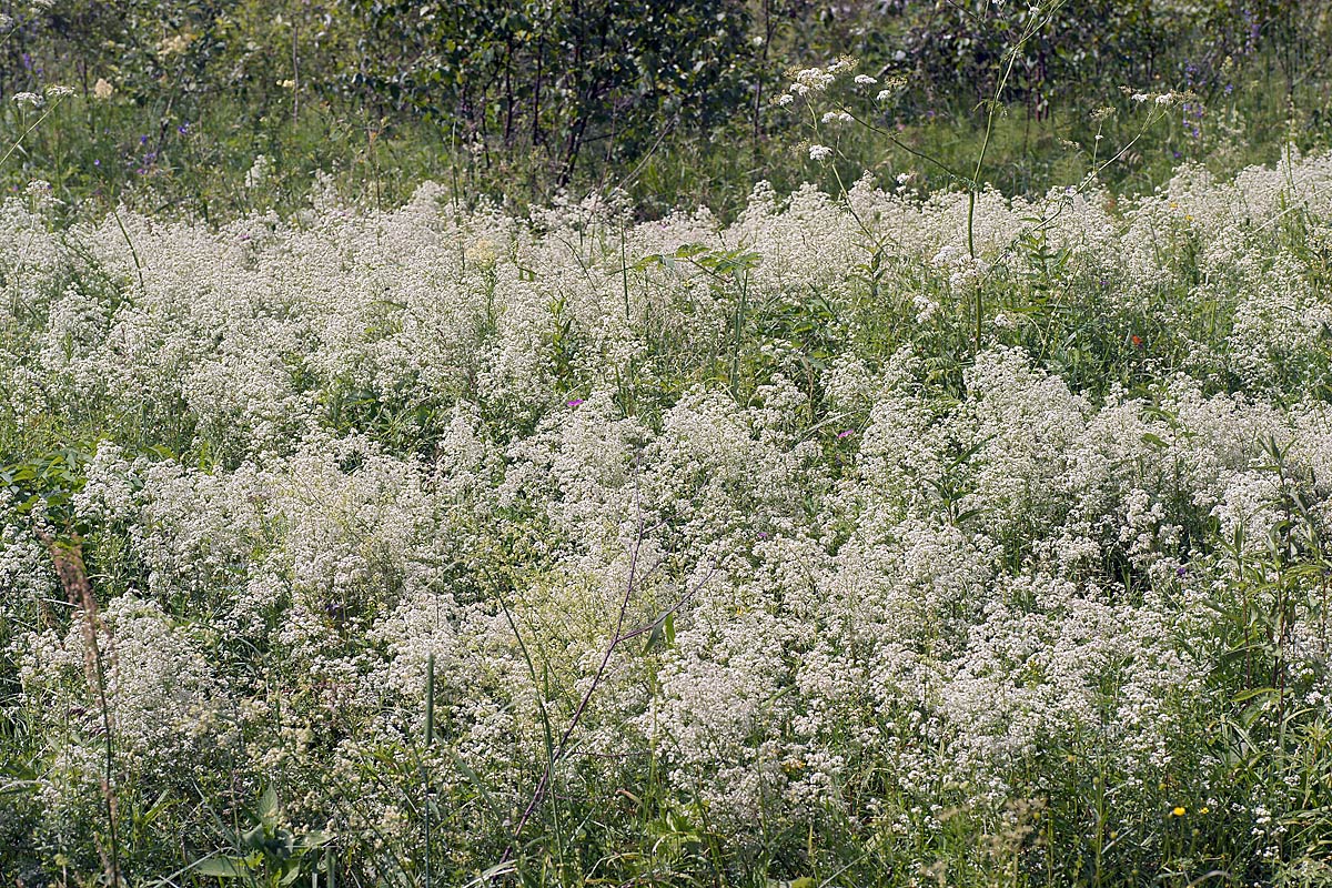 Image of Galium boreale specimen.