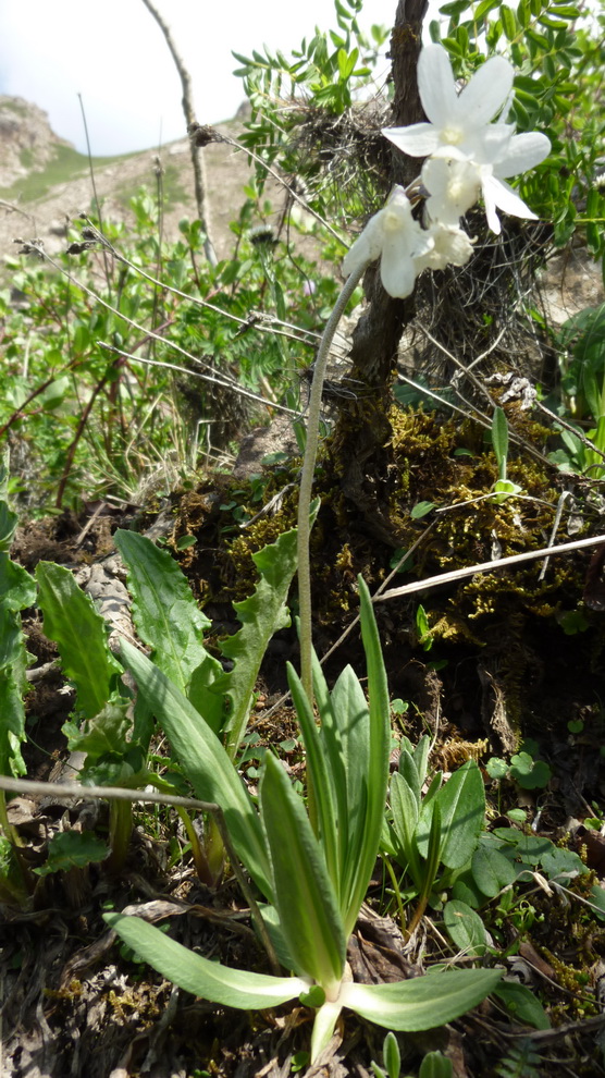Image of genus Primula specimen.
