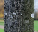 Carpinus betulus