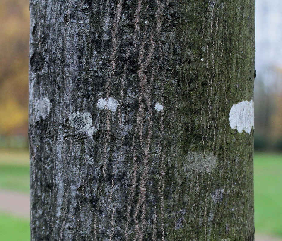 Изображение особи Carpinus betulus.