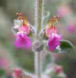 Teucrium divaricatum. Цветки. Israel, Mount Carmel. 07.05.2006.