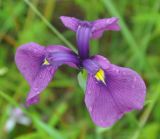 Iris ensata. Цветок (вид сверху). Приморье, Сихотэ-Алинь, устье р. Джигитовка. 04.08.2012.