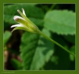 Gagea lutea. Отцветающий цветок. Чувашия, окрестности г. Шумерля, поляна в лесу за Низким полем. 8 мая 2009 г.