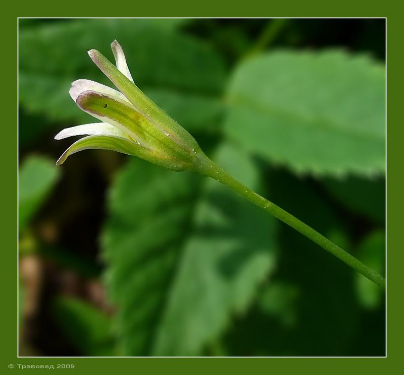 Изображение особи Gagea lutea.