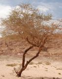 Vachellia tortilis. Взрослое дерево. Египет, Синай, окр. Нувейбы, Цветной каньон, каменисто-песчаная пустыня. 20.02.2009.