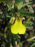Image of taxon representative. Author is Сергей Одинец