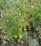 Chamaerhodos erecta