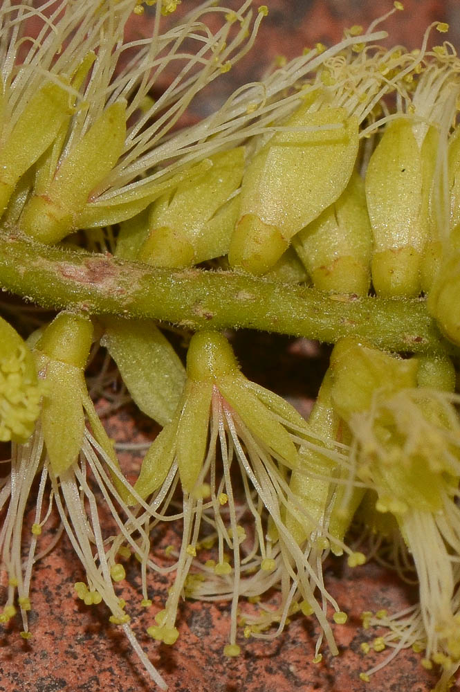 Image of Faidherbia albida specimen.