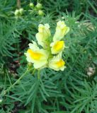 Linaria vulgaris. Соцветие. Кыргызстан, Иссык-Кульская обл., территория пансионата Ак-Жол. 12.08.2011.