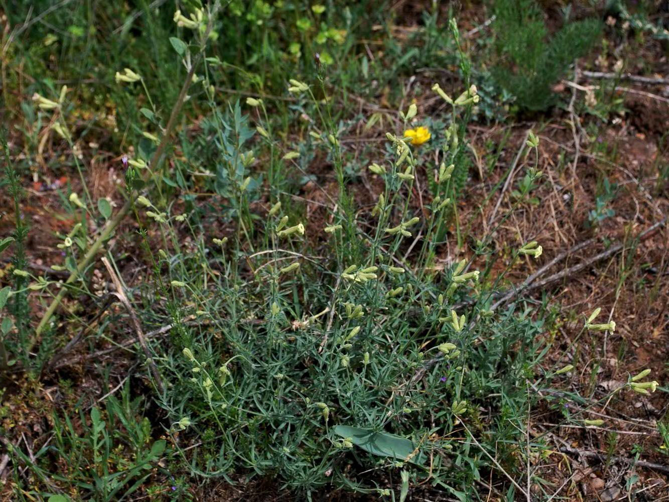 Изображение особи Silene brahuica.