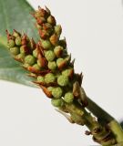Lauro-cerasus officinalis. Развивающиеся соцветия ('Schipkaensis Macrophylla'). Германия, г. Кемпен, в частном саду. 18.02.2013.
