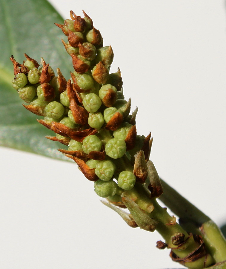 Image of Lauro-cerasus officinalis specimen.