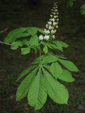 Aesculus hippocastanum