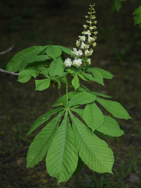 Image of Aesculus hippocastanum specimen.