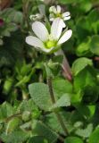 Holosteum umbellatum