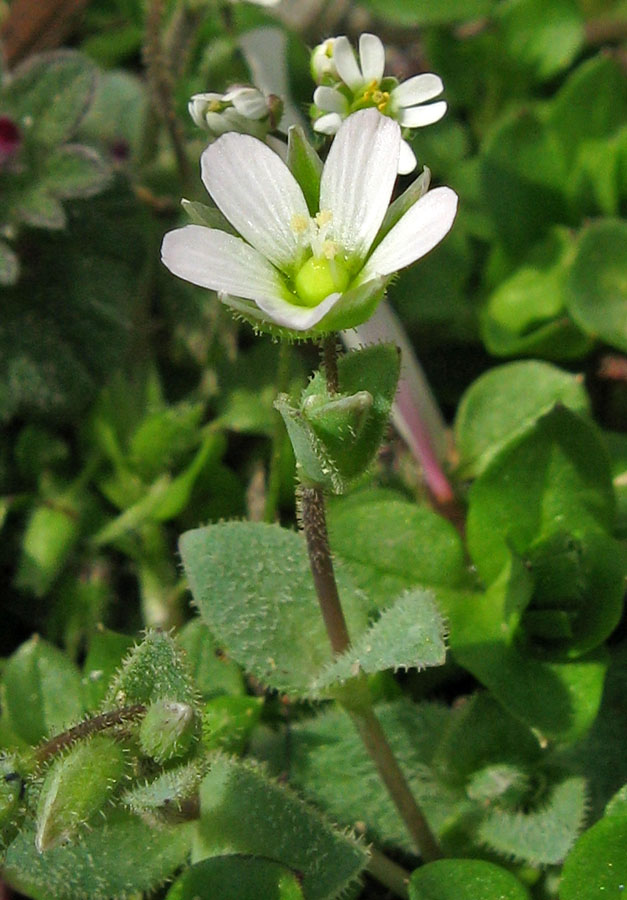 Image of Holosteum umbellatum specimen.