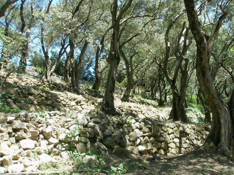 Image of Olea europaea specimen.