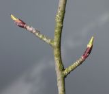 Aronia melanocarpa. Часть многолетней (минимально восемь лет) ветки с веточками и побегами с развивающимися почками. Германия, г. Кемпен, в культуре. 01.04.2013.