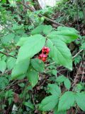 Euonymus latifolius. Ветка плодоносящего куста. Хорватия, Лика-Сень, Национальный парк «Плитвицкие озёра», склон каньона с р. Корана и озерами. 05.09.2012.