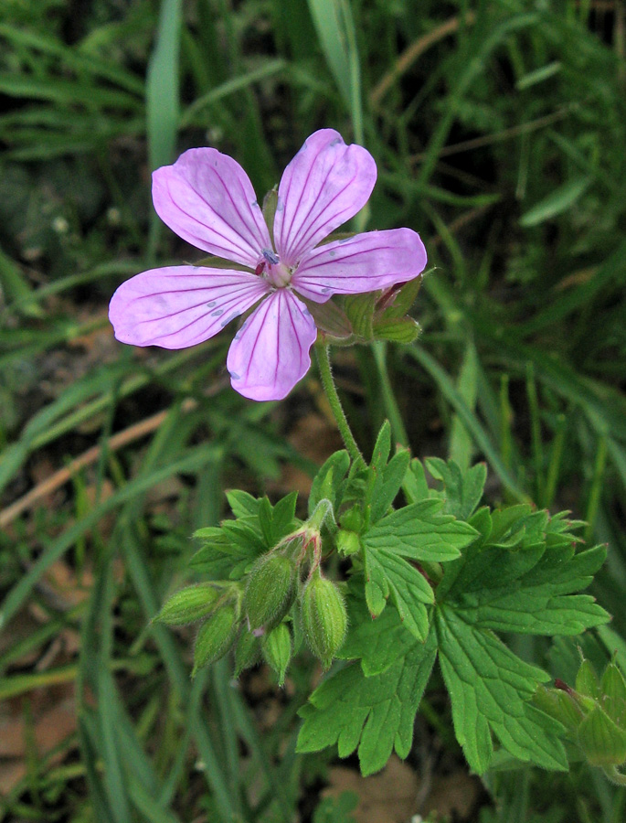 Image of Geranium asphodeloides specimen.