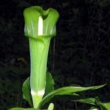 Arisaema peninsulae
