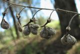 Cynoglossum officinale