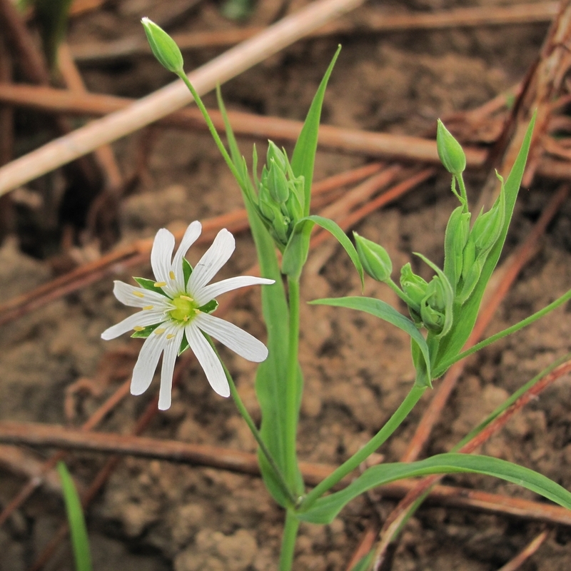 Изображение особи Stellaria holostea.