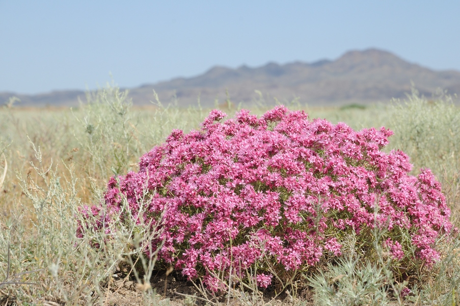 Изображение особи Acanthophyllum pungens.