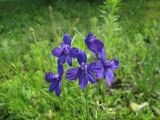 Delphinium consolida