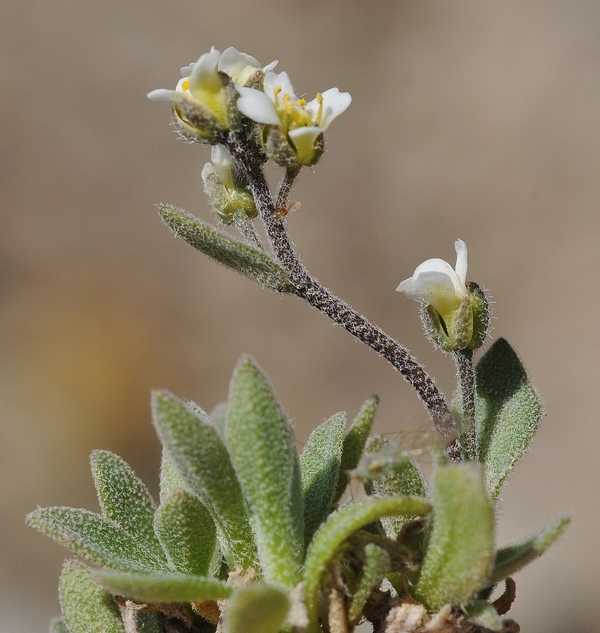 Image of Draba cana specimen.