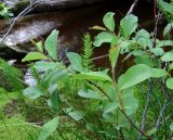 Salix hastata. Верхушки ветвей с женскими соцветиями. Архангельская обл., Пинежский р-н, окр. Пинежского заповедника, берег небольшой карстовой реки. 21.06.2013.