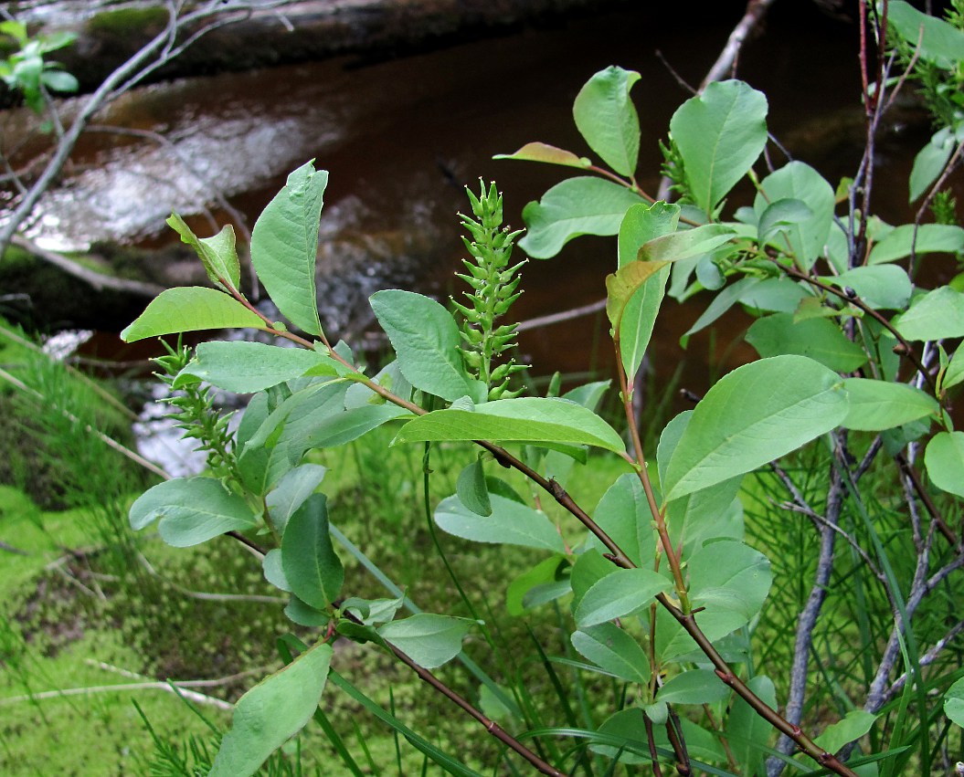 Image of Salix hastata specimen.