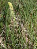 Tofieldia calyculata. Цветущее растение. Эстония, Сааремаа, заповедник Вийдумяэ, ключевое болото. 22.06.2013.