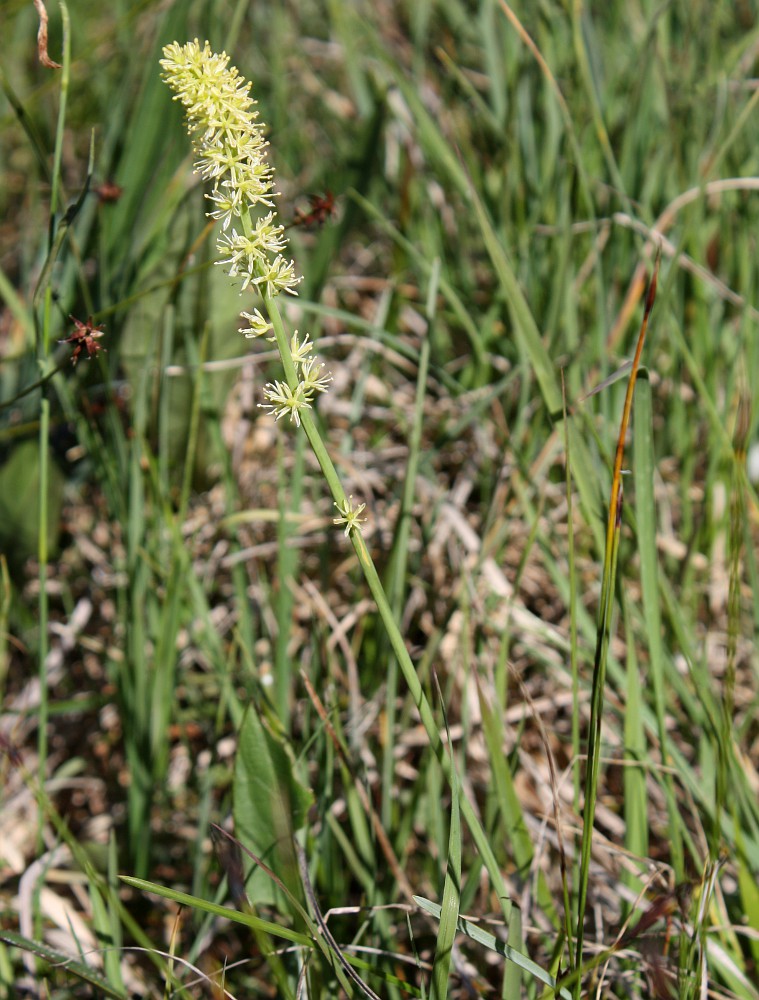 Изображение особи Tofieldia calyculata.