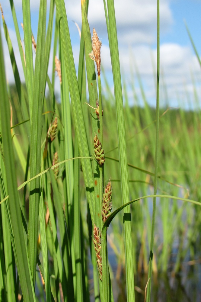 Изображение особи Carex salina.