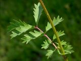 Poterium sanguisorba