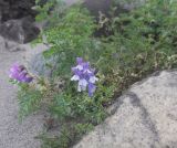 Vicia sosnowskyi