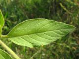 Lysimachia verticillaris