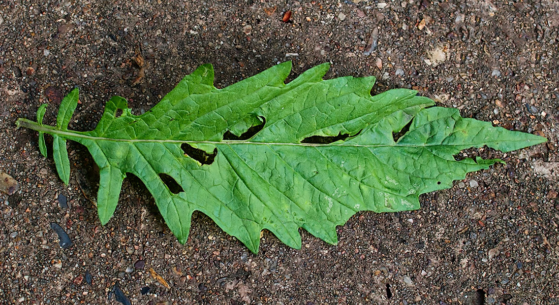 Image of Lycopus europaeus specimen.