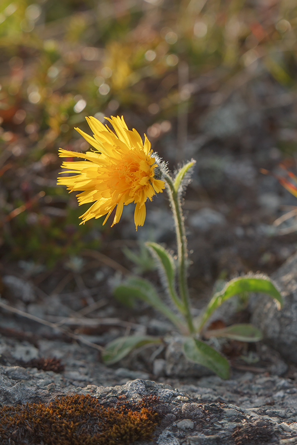 Изображение особи Hieracium alpinum.