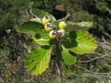 Sorbus taurica. Верхушка ветви с соплодием. Краснодарский край, м/о Анапа, окр. пос. Б. Утриш, фисташково-можжевеловое редколесье, каменистый склон. 11.08.2013.