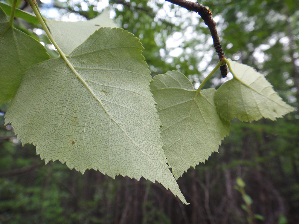 Изображение особи Betula platyphylla.