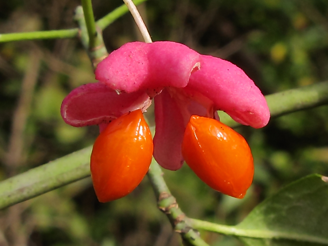 Изображение особи Euonymus europaeus.