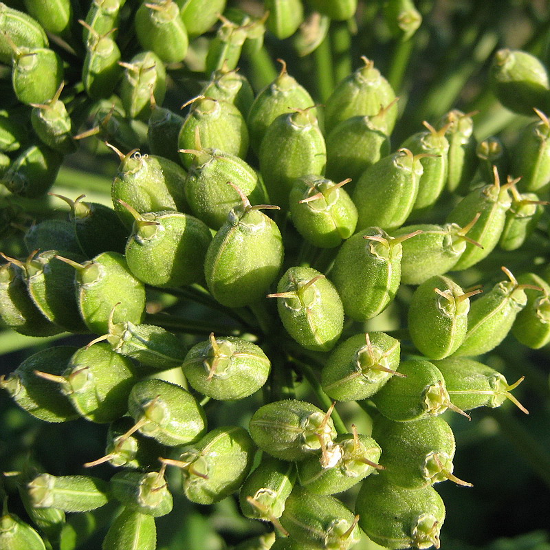 Image of Heracleum stevenii specimen.