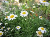 Leucanthemum maximum