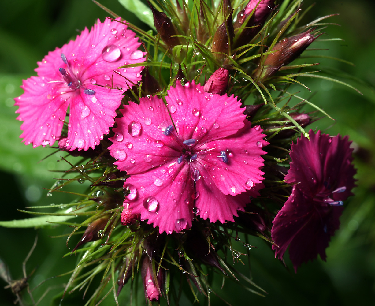 Изображение особи Dianthus barbatus.