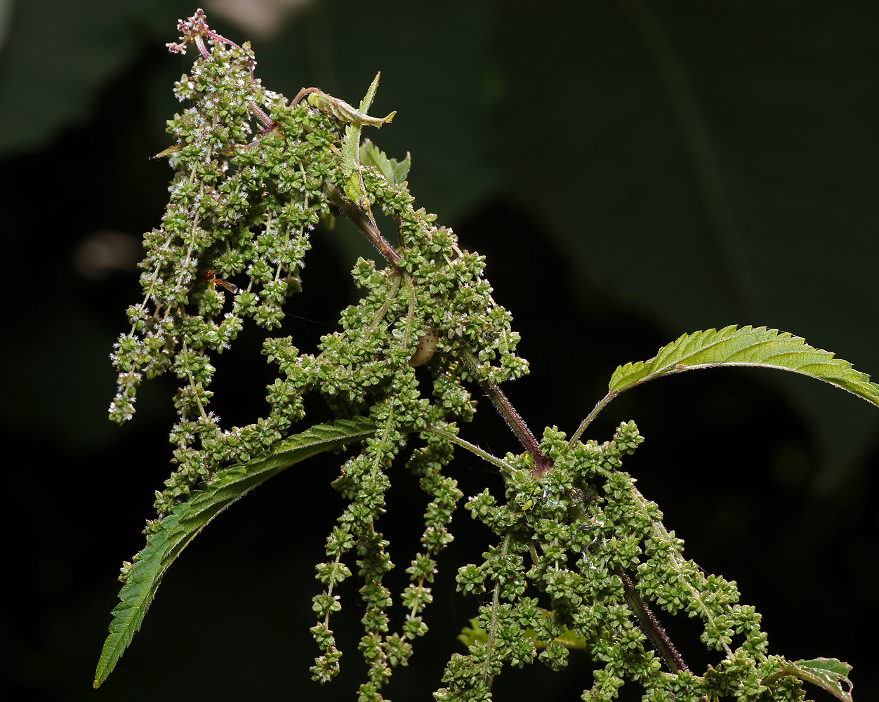Image of Urtica dioica specimen.