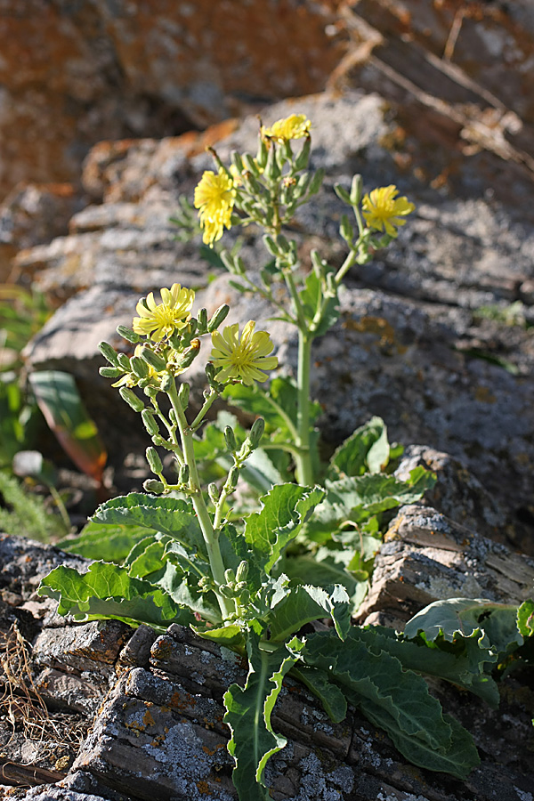 Image of Steptorhamphus crassicaulis specimen.