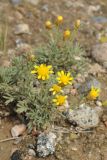 Brachanthemum kirghisorum